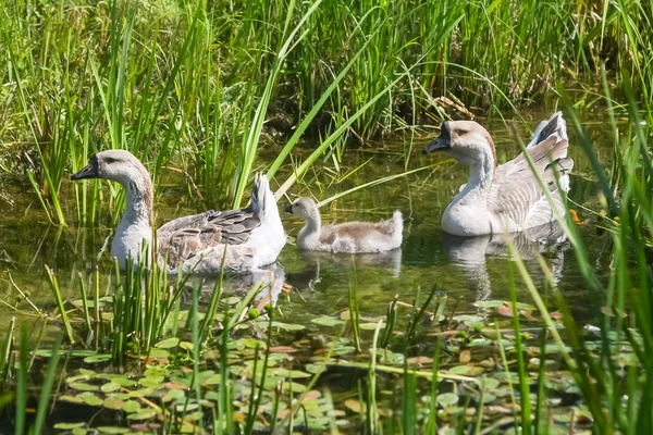 Three geese in pond — Stock Photo, Image