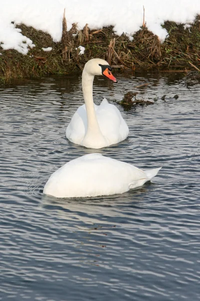 Dois cisnes no lago — Fotografia de Stock