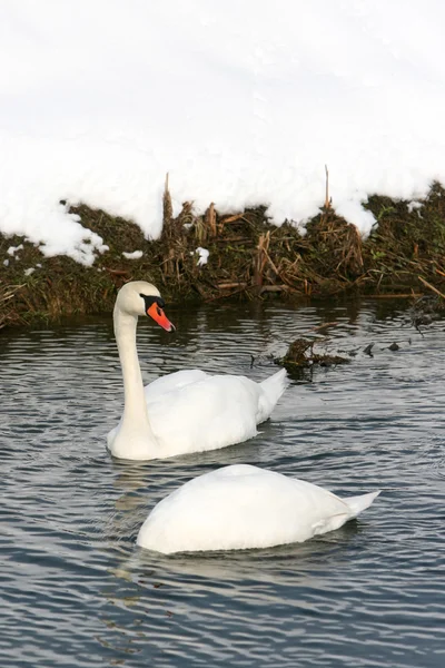 Two swans in water