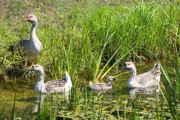 Four geese in swamp — Stock Photo, Image