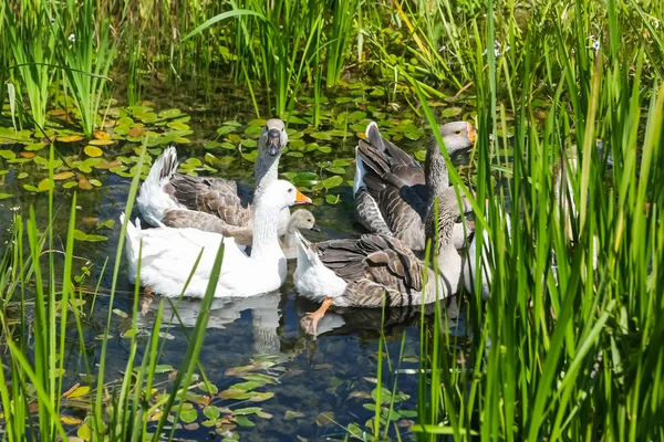 Gansos en estanque pantanoso — Foto de Stock