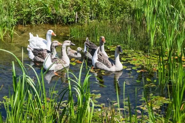 Ganzen in moerassig vijver zwemmen — Stockfoto