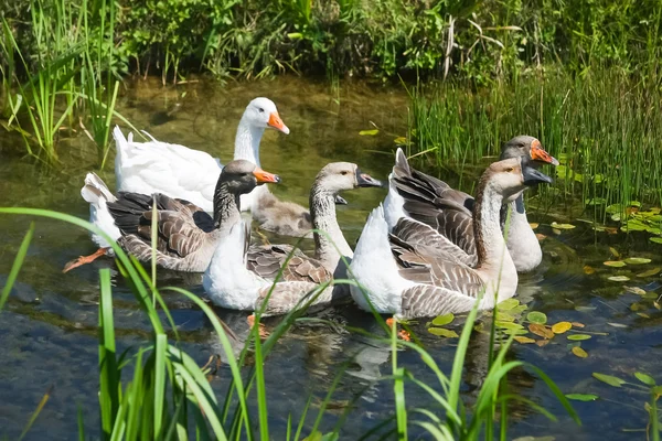 Geese swimming in pond — Stock Photo, Image