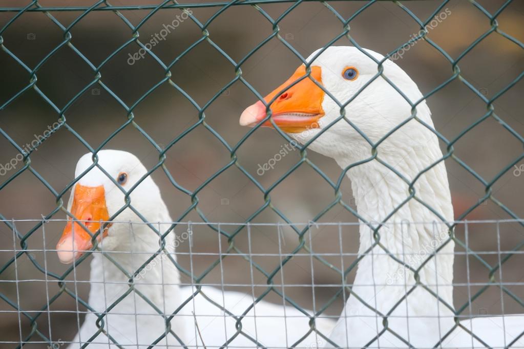 Two geese in cage