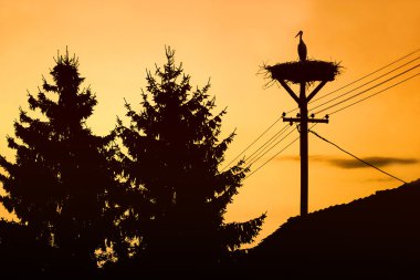 Gün batımında yuvaya leylek ayakta