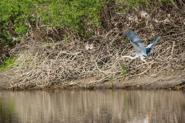 Garza gris sobre el río — Foto de Stock