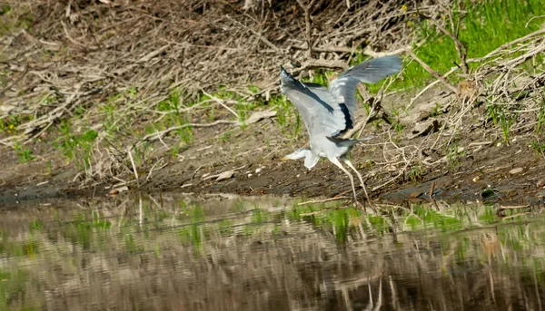 Garza gris volando sobre el agua — Foto de Stock