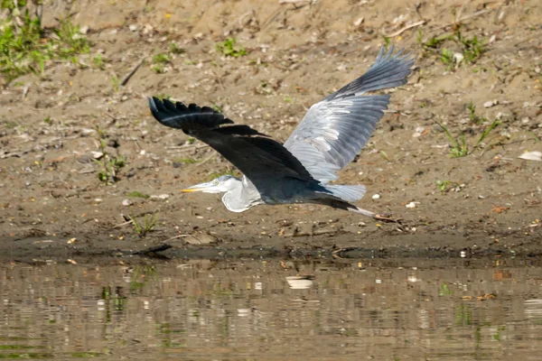 Heron cinzento voando — Fotografia de Stock