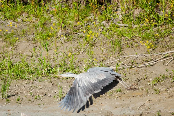 Gri heron — Fotografie, imagine de stoc