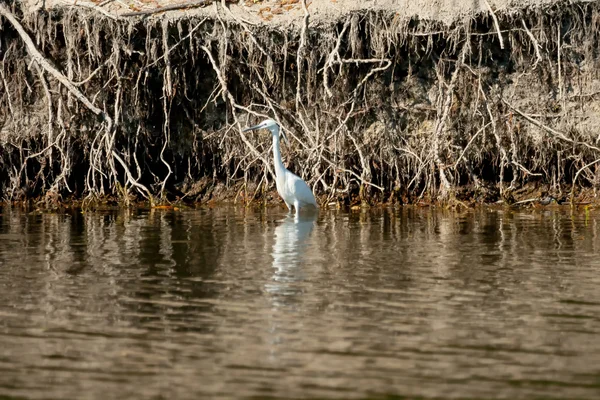 水の中で白い heron — ストック写真