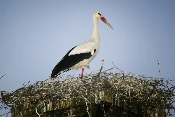 コウノトリの巣に立って — ストック写真