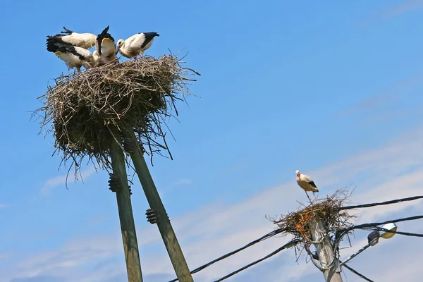 Witte ooievaars in nesten op de top van elektrische palen — Stockfoto