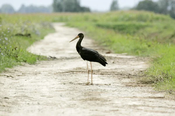 Schwarzstorch steht im Weg — Stockfoto