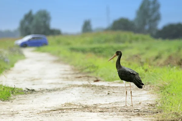 Czarny bocian stoi na polną drogę — Zdjęcie stockowe