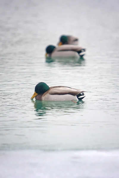 冰湖中游泳的鸭子 — 图库照片