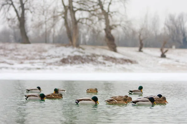 Doğada ördek sürüsü — Stok fotoğraf