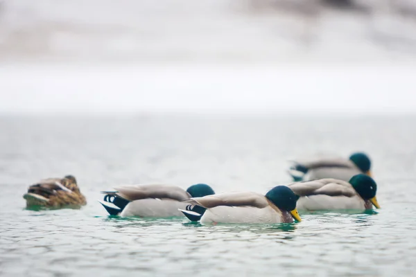 Rebanho de patos nadando na lagoa — Fotografia de Stock