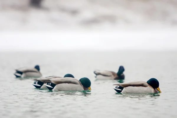 Stado kaczek, pływanie — Zdjęcie stockowe
