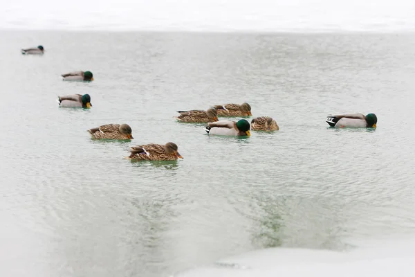 Bando de patos — Fotografia de Stock