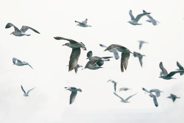 Gruppo di gabbiani in volo — Foto Stock