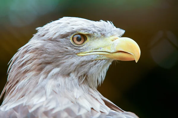 Profile of white tailed eagle — Stock Photo, Image