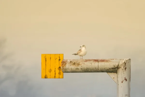 Чайка стоит на трубе — стоковое фото