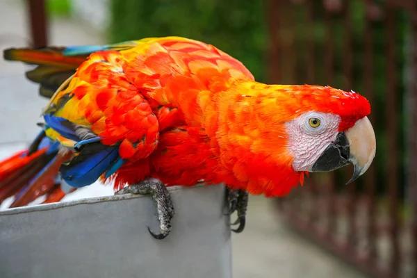 Scarlet macaw parrot — Stock Photo, Image