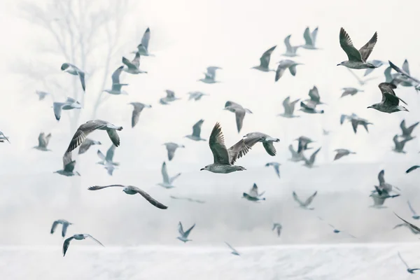 Seagulls flying near shore — Stock Photo, Image