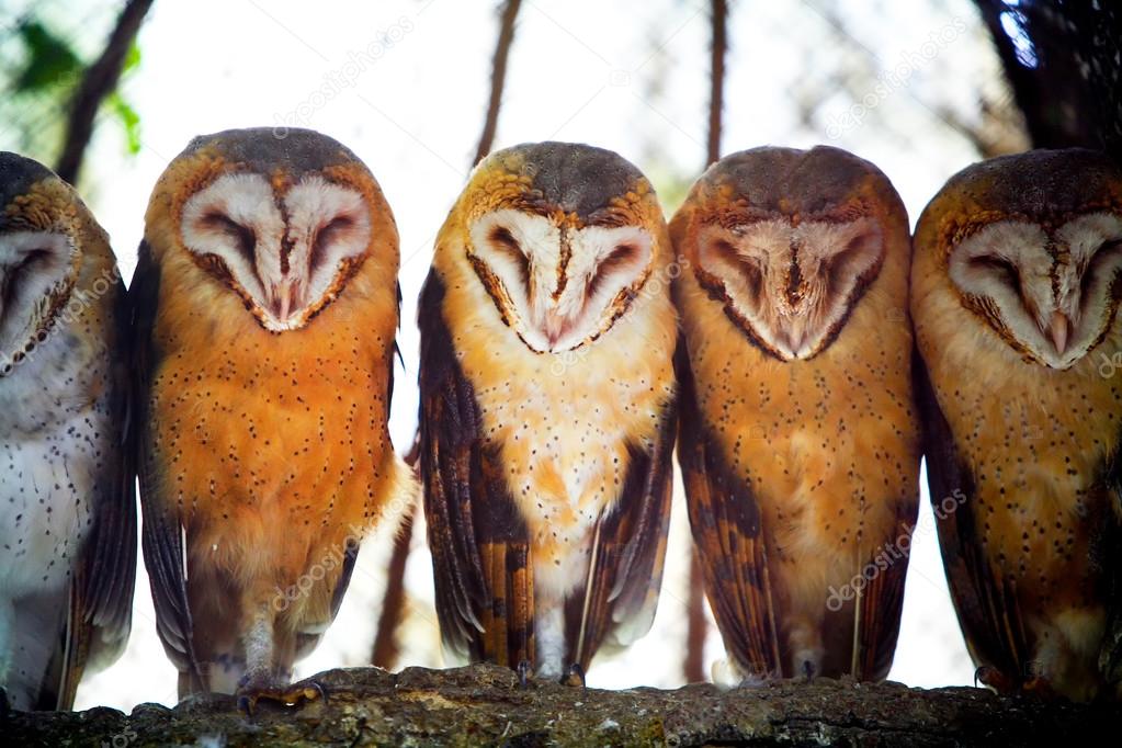 Owls on tree branch