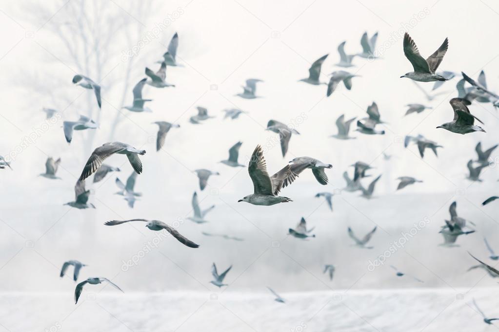 Seagulls flying near shore