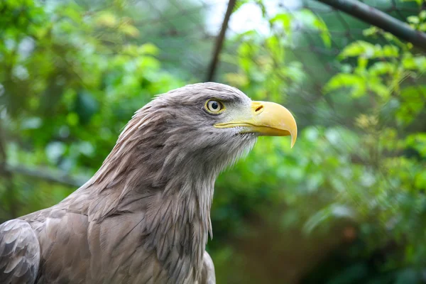 Aquila coda bianca in cattività — Foto Stock