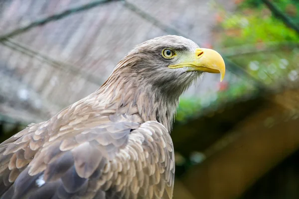 Aquila coda bianca nello zoo — Foto Stock