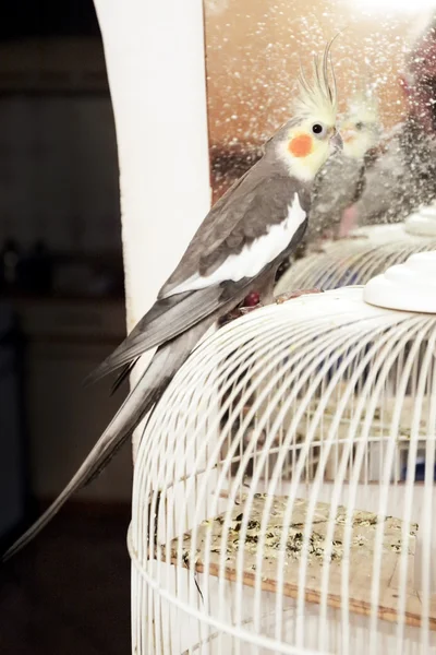 Cockatiel papağan — Stok fotoğraf