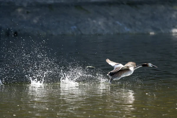 Duck in pond taking off — Stock Photo, Image