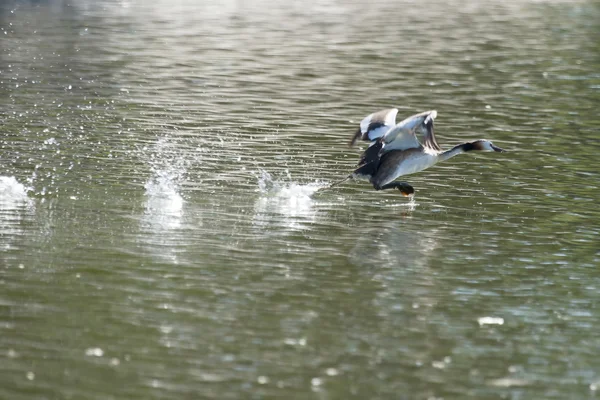 Eend opstijgen in lake — Stockfoto