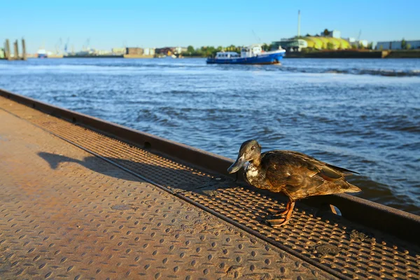 Canard debout sur le quai — Photo