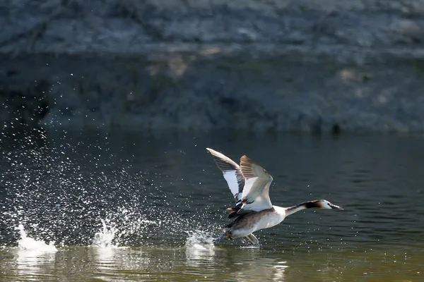 Pato despegando en el estanque — Foto de Stock