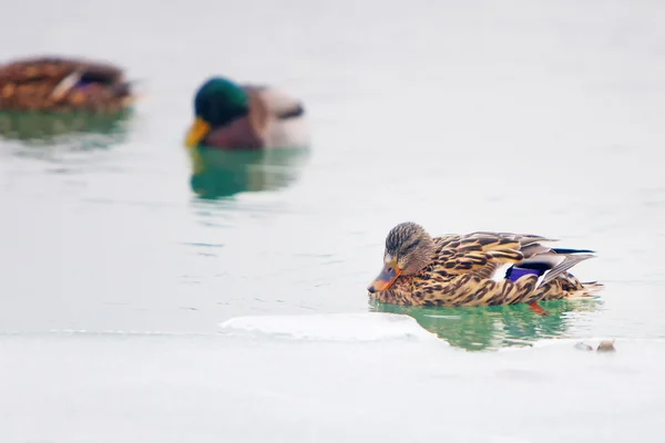 Patos em lago gelado — Fotografia de Stock