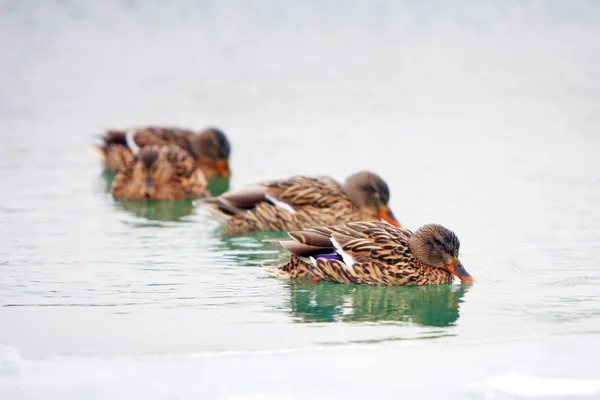 Ducks in icy pond — Stock Photo, Image