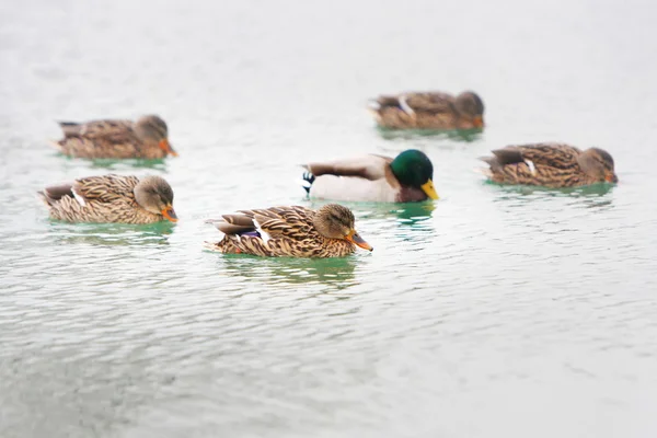 Ducks in lake water — Stock Photo, Image