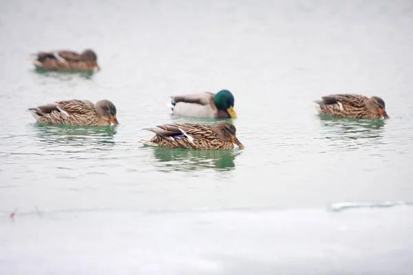 Ankor i sjön — Stockfoto