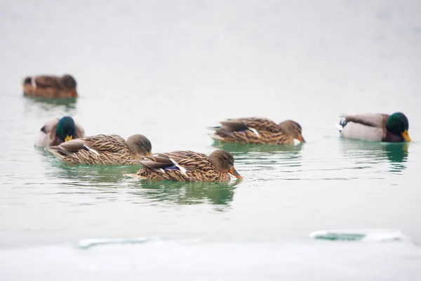 Canards dans l'eau — Photo