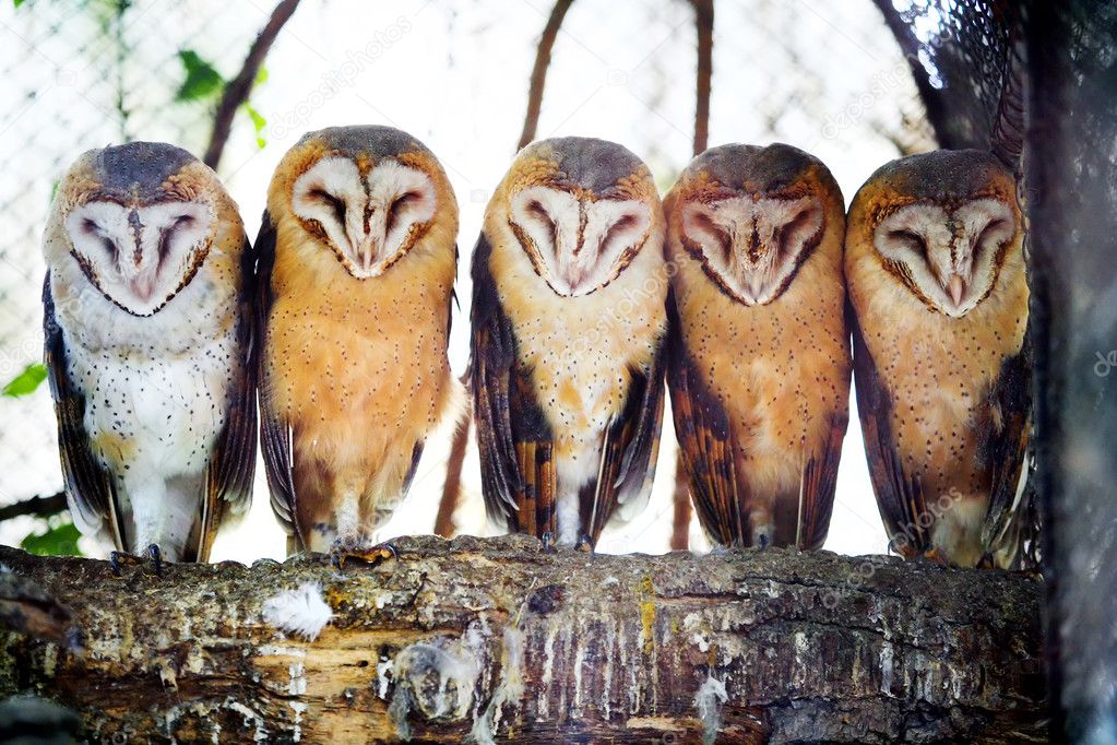 Barn owls on tree branch