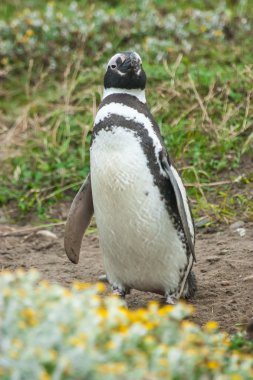 Penguen ayakta önden görünümü