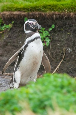 Punta Arenas Macellan pengueni