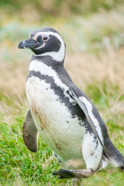 Macellan pengueni