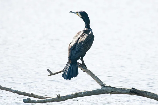 Kormoran auf Ast — Stockfoto