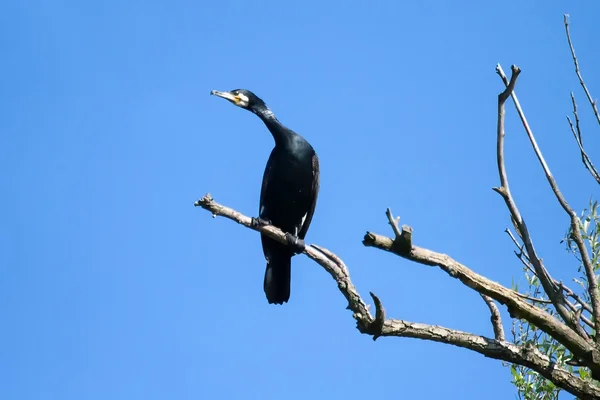 Cormorão em pé no galho da árvore — Fotografia de Stock