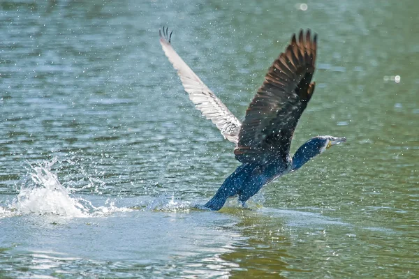 Decollo del cormorano — Foto Stock