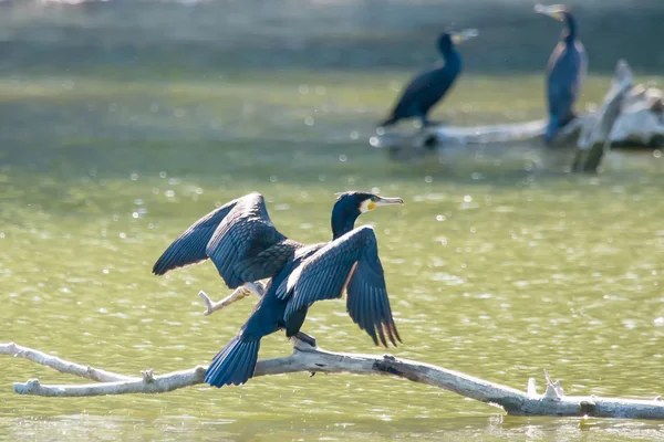 Cormoranes en ramas de árboles —  Fotos de Stock